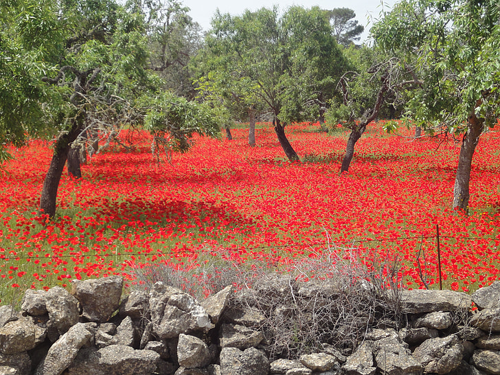 camp de roselles, Rosella vermella, paisatge, vermell, natura, Rosella, flors