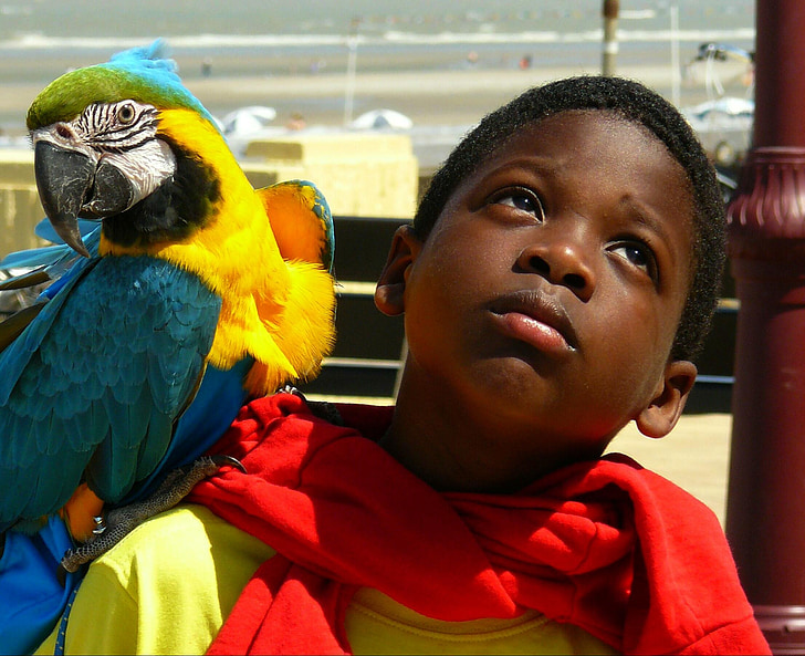 menino, criança, retrato, papagaio, animal, pássaro, colorido