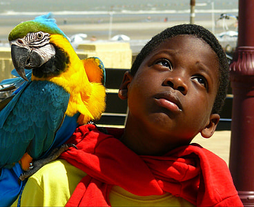 Pojke, barn, porträtt, papegoja, djur, fågel, färgglada