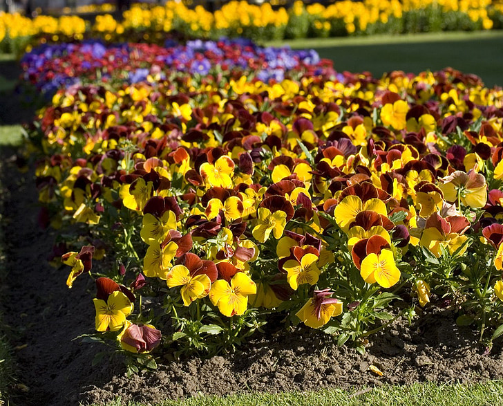 pansy, flower, flowers, bed, flowerbed, bloom, blossom