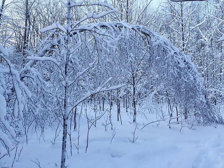 neu, arc, bosc, l'hivern, fred, natura, arbres