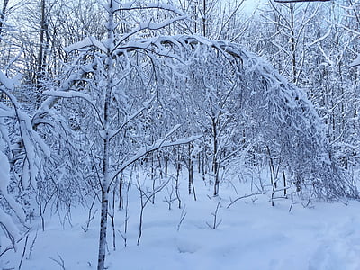 salju, busur, hutan, musim dingin, dingin, alam, pohon