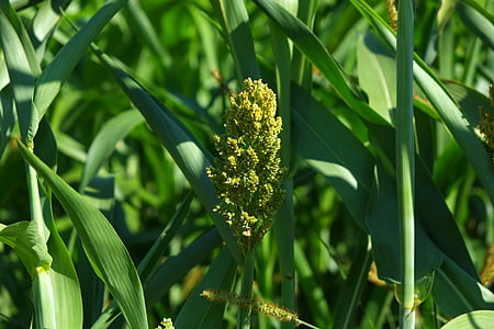 kukurūza, mais dolden, kukurūzas laukā, lauks, lauksaimniecība, augu, Corn par vālīšu