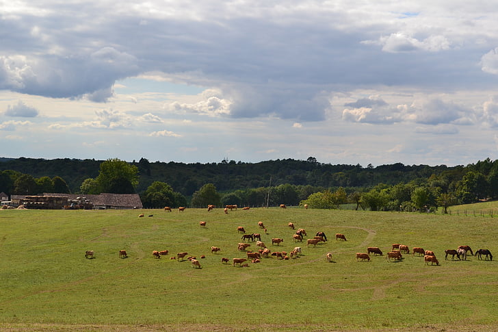 mezők, állomány, tehenek, lovak, a mező, Farm, mezőgazdaság