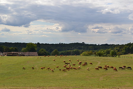 fields, herd, cows, horses, field, farm, agriculture