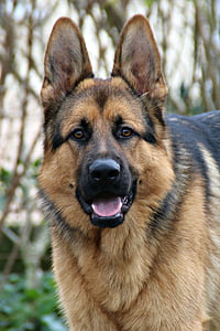 Owczarek niemiecki, pies, portret