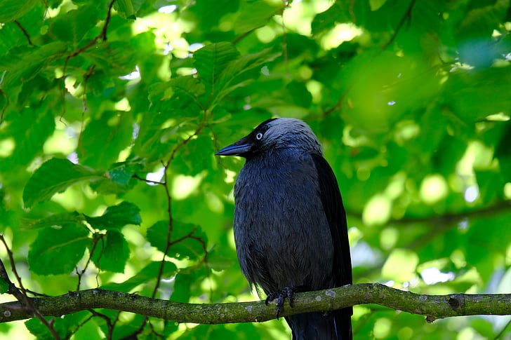 Taccola, uccello, nero, corvo uccello, foraggiamento, curioso, in attesa fuori
