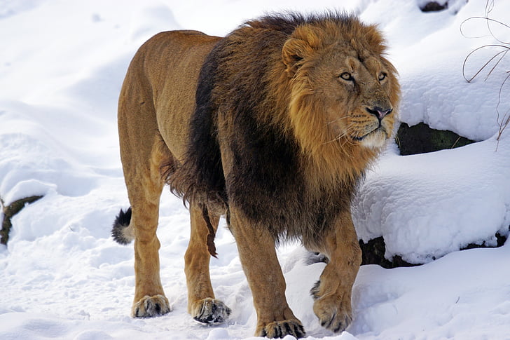 Lion, mâle, indienne, Predator, chat, lion indienne, dangereuses