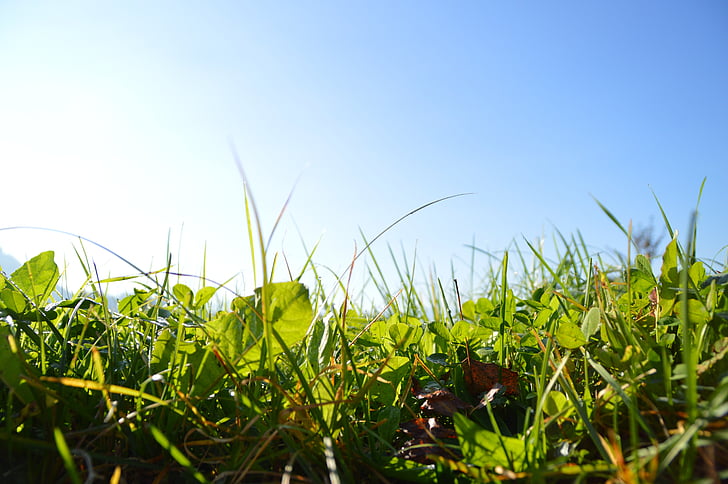 grass, sky, green, nature