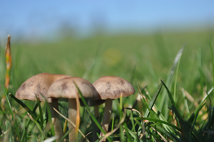 mushroom, nature, natural, organic, fungi
