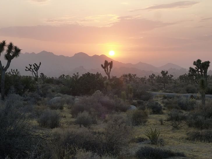 desert, sunset, abendstimmung
