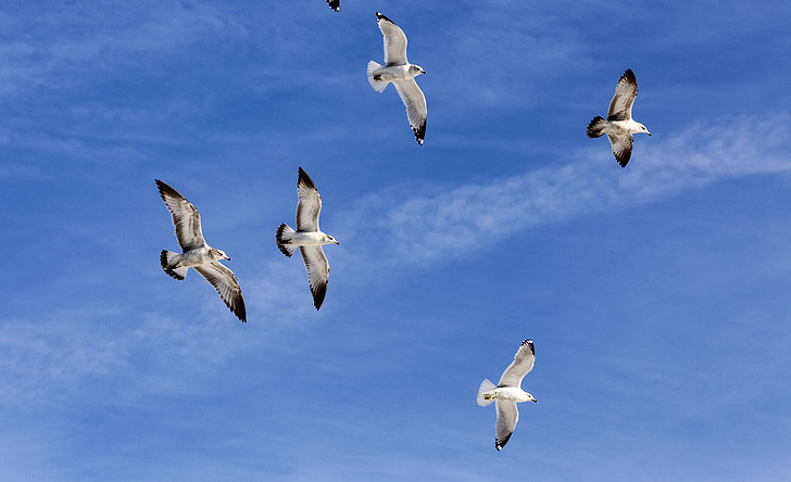 flock, sea gulls, wildlife, sky, flight, outdoor, blue