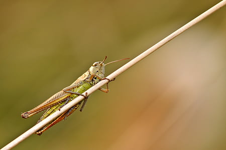 sa mạc locust, côn trùng, vĩ mô, Rod, một trong những động vật, động vật hoang dã, chủ đề động vật