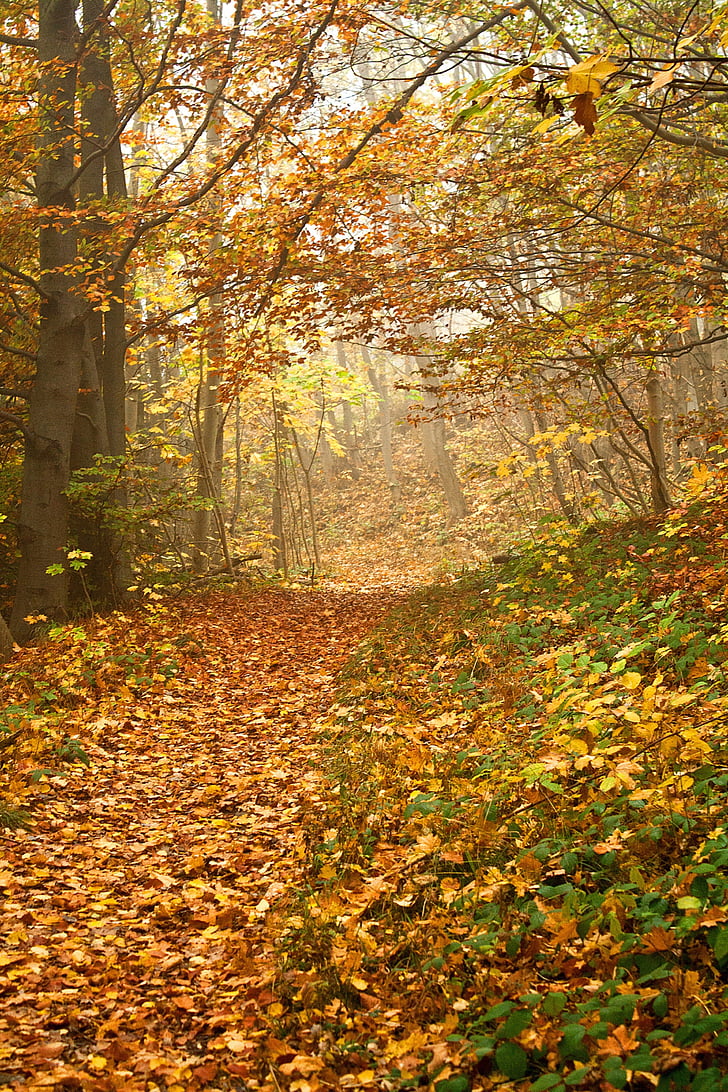 otoño, bosque, caída, follaje, colorido, forma, Ruta de acceso