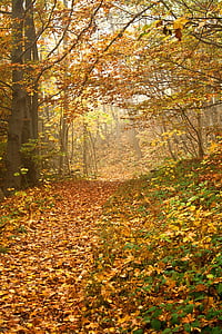 jesień, lasu, upadek, liści, kolorowe, sposób, ścieżka