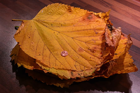 leaf pile, elm leaves, mountain elm, size comparison, cent, coin, coloring