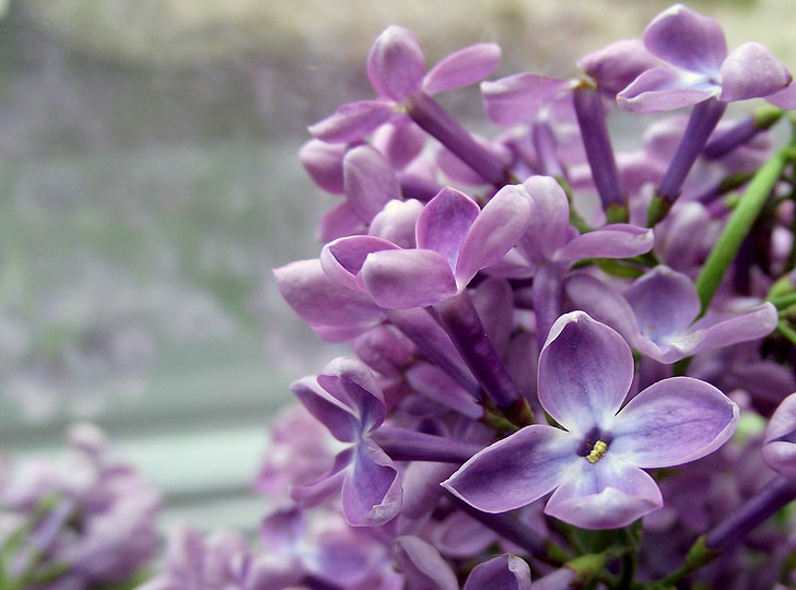 puķe, bez, ceriņi, daba, Violeta