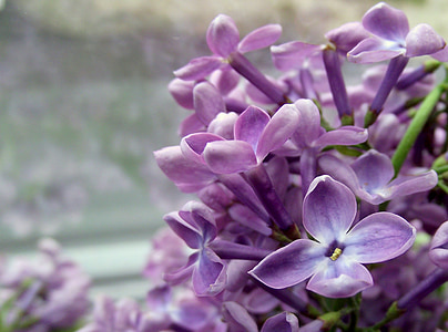 floare, fără, liliac, natura, violet