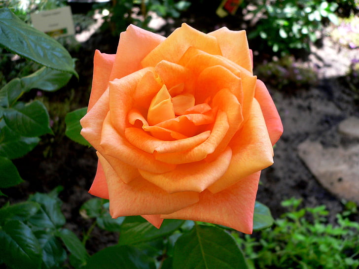 růže, červená, oranžová, květ, květ, Bloom, Zavřít