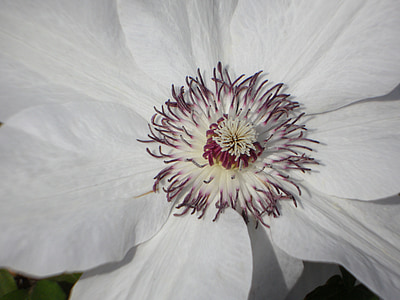 clematis, blossom, bloom, flower, close, white