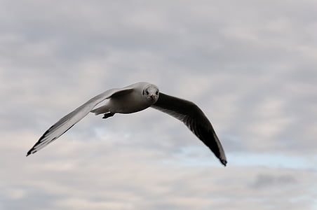 seagull, bird, flight, clouds, animal, water bird