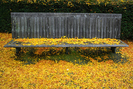 podzim, sezóny, listy, barvy, Příroda, podzimní list, banka