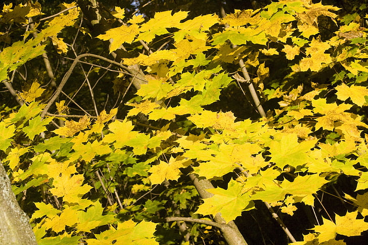 Ahornblade, Golden, oktober, efterår, solrig, blade, dukke op