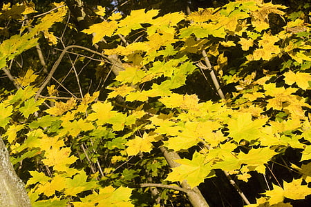 feuilles d’érable, Or, octobre, automne, ensoleillée, feuilles, émergent