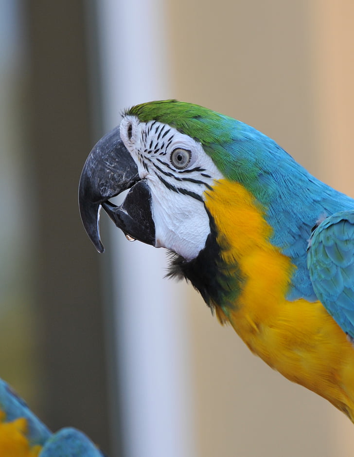 ara, parrot, bird, color, beak, animals, macaw
