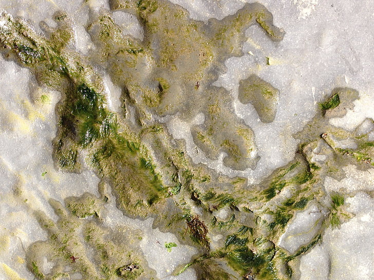 alge marine, mare, rock, ocean, alge, nisip, mal