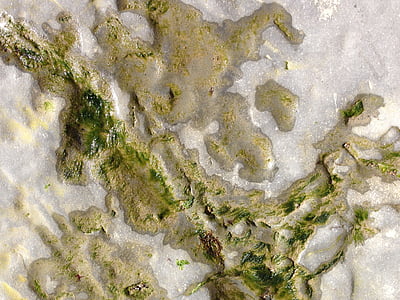 seaweed, sea, rock, ocean, algae, sand, shore