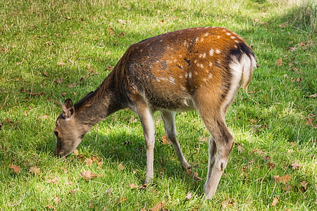 Roe deer, merumput, hewan hutan, makan rumput
