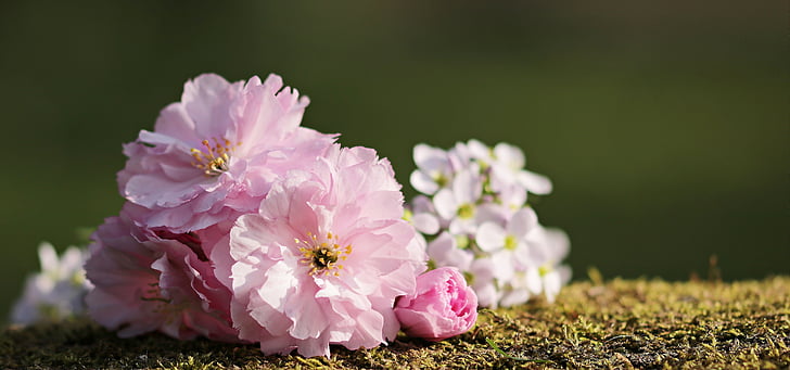 kvitnúce sakury, kvety, Japonská čerešňa, čerešňový kvet, ružová, kvet, okrasné čerešne