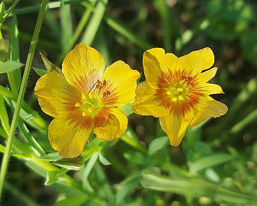 Hudson-Flachs, Texas-Flachs, gelber Flachs, Flachs, Blumen, Wildblumen, gelbe Blumen