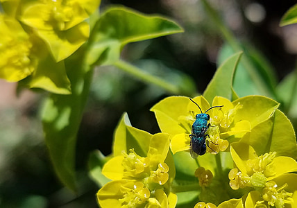 spring, bug, wasp, flower, yellow, blue, turquoise