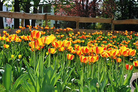 flowers, fence, yellow flower, tulips, spring, bloom