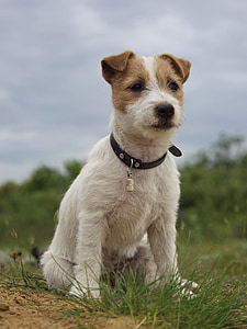 Jack russell terrier, pies, psi, zwierzętom, ładny, portret, siedząc
