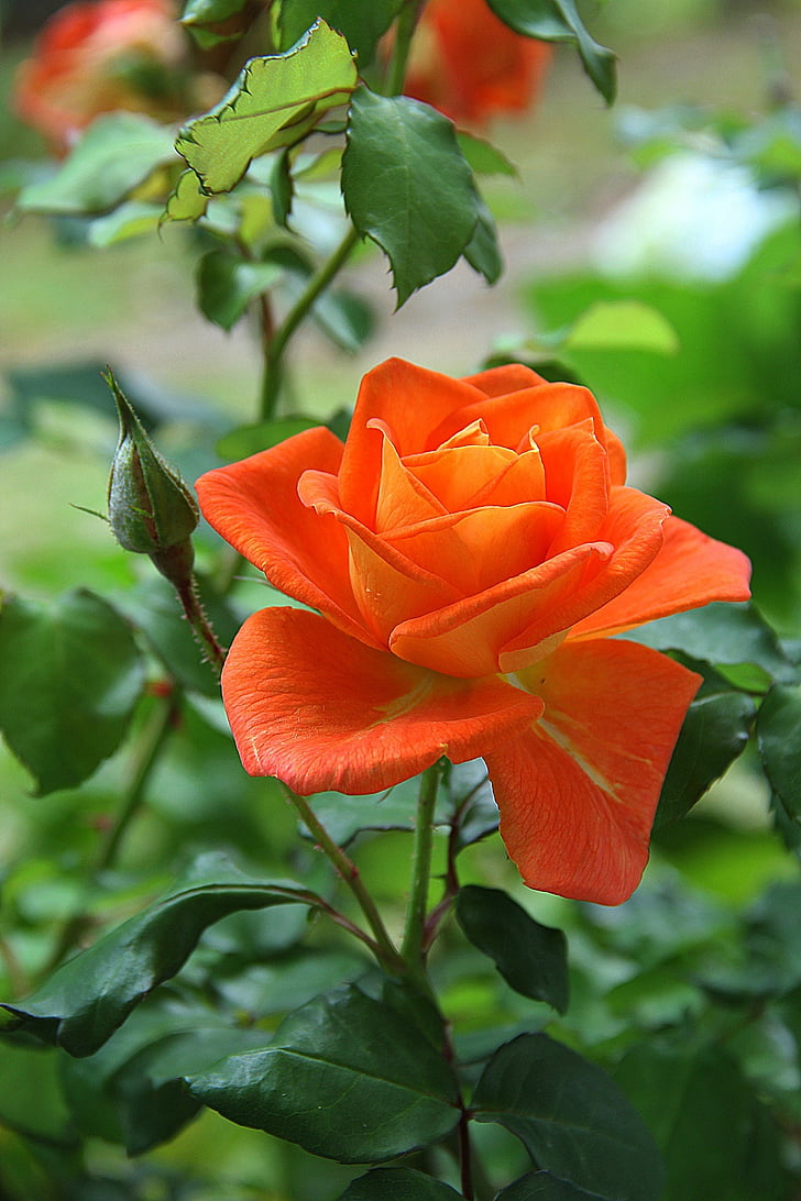 τριαντάφυλλο, πορτοκαλί, λουλούδι, άνθος, φυτό, φύση, κόκκινο