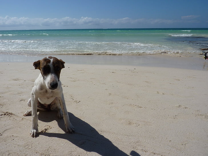 Jamaica, hond, strand