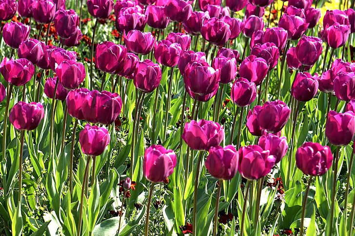 cvetje, Tulipan, pomlad, cvetlični, narave, sezona, sveže