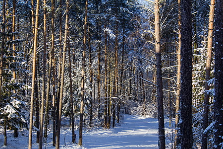 gozd, sneg, pozimi, dreves, narave, zimski gozd, drevo