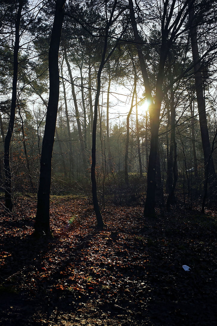 gozd, dreves, razpoloženje, nazaj luči, pojavnost svetlobe, januarja, narave