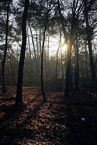 Les, stromy, nálada, zadní světlo, dopadu světla, ledna, Příroda