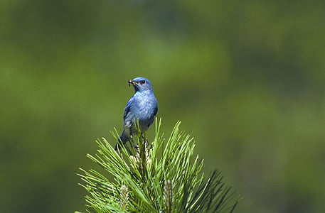 Mountain bluebird, burung, bertengger, Gadung, pohon, satwa liar, biru