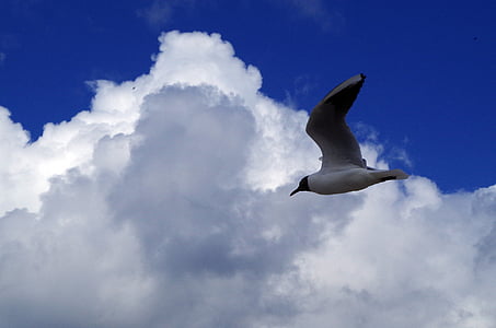 Seagull, Sky, naturen, flyg, dom, moln, orosmoln