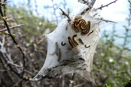 Caterpillar, reden, drøm reden, indhyllet, Pine Thaumatopoea, spundet garn, træ