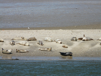 seals, phoca vitulina, crawl, north sea, baltrum, island, beach