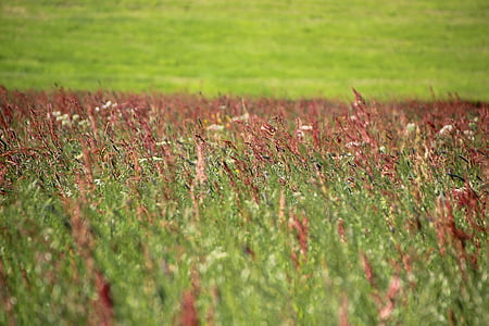 Meadow, đồng cỏ Hoa, mùa xuân, cỏ, sốt cỏ khô, dị ứng, lưỡi của cỏ