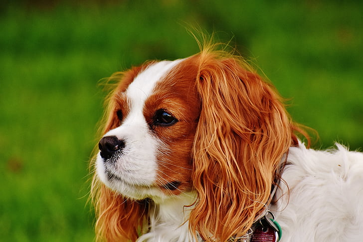 câine, Cavalier king charles spaniel, distractiv, animal de casă, animale, blana, maro