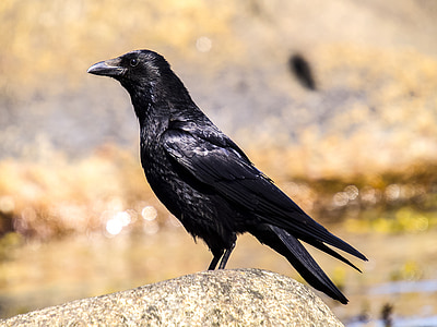 crow, carrion crow, bird, nature, animal
